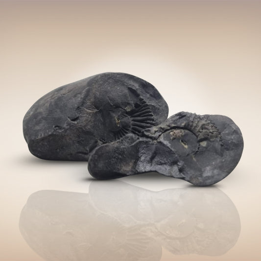 Shri Laxmi Narayan Shaligram - SH149