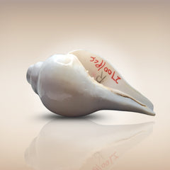 Dakshinavarti Shankh | Conch | Blowing Shankh Length 6.7 Inch