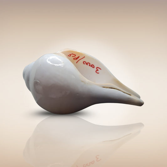 Dakshinavarti Shankh | Conch | Blowing Shankh Length 7.8 Inch