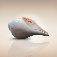 Dakshinavarti Shankh | Conch | Blowing Shankh Length 7.8 Inch