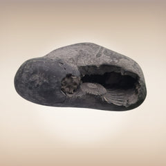 Shri Laxmi Narayan Shaligram - SH001