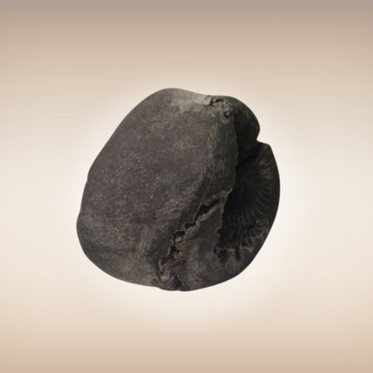 Shri Laxmi Narayan Shaligram - SH002