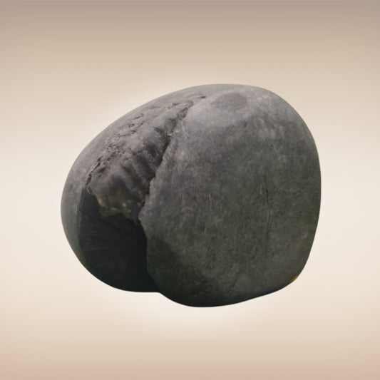 Shri Laxmi Narayan Shaligram - SH003