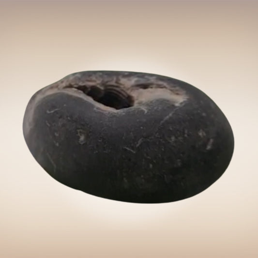 Shri Laxmi Narayan Shaligram - SH004