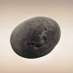 Shri Laxmi Narayan Shaligram - SH010