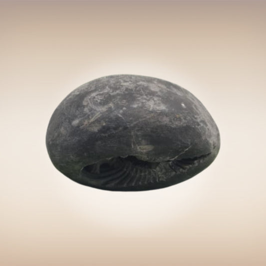 Shri Laxmi Narayan Shaligram - SH014