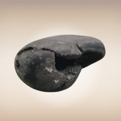 Shri Laxmi Narayan Shaligram - SH015