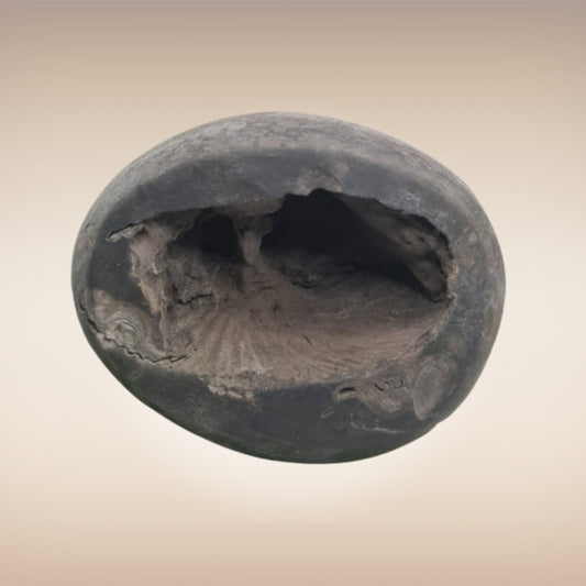 Shri Laxmi Narayan Shaligram - SH019