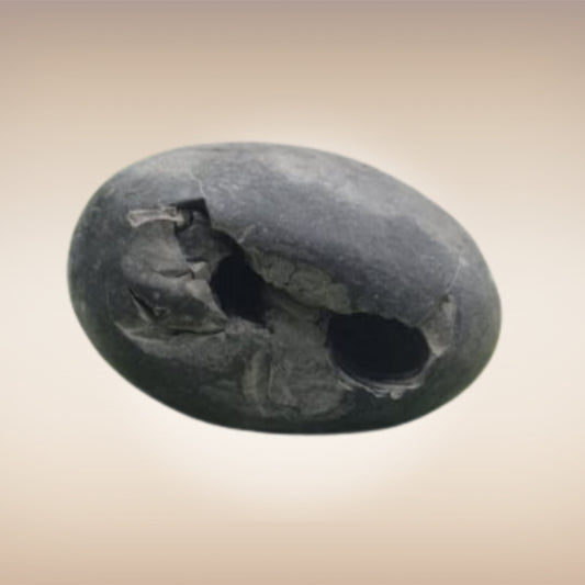 Shri Laxmi Narayan Shaligram - SH020
