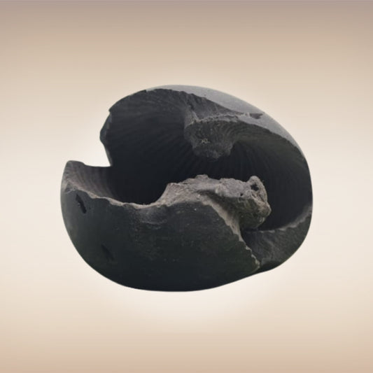 Shri Laxmi Narayan Shaligram - SH021