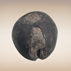 Shri Laxmi Narayan Shaligram - SH027
