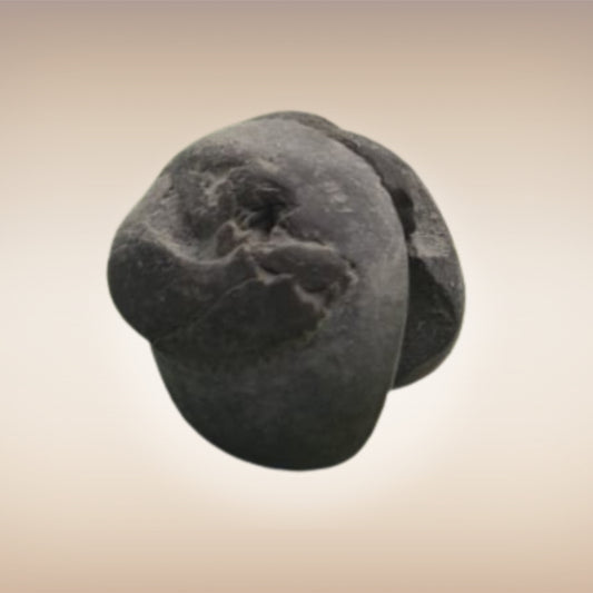 Shri Laxmi Narayan Shaligram - SH036