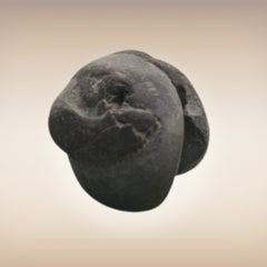 Shri Laxmi Narayan Shaligram - SH036