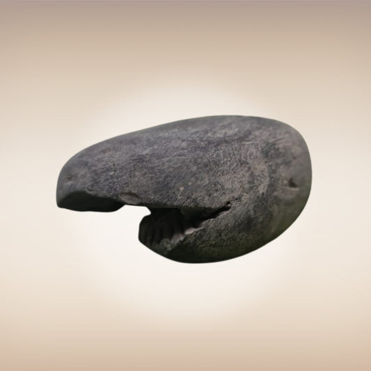 Shri Laxmi Narayan Shaligram - SH037