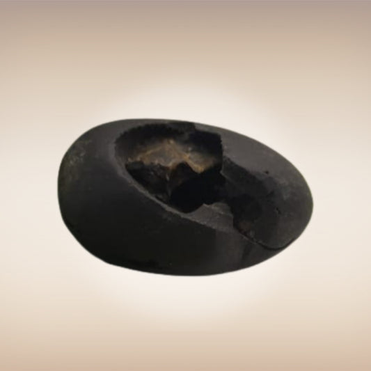 Shri Laxmi Narayan Shaligram - SH038