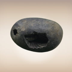 Shri Laxmi Narayan Shaligram - SH047