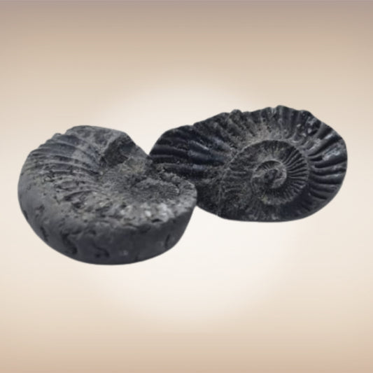 Shri Laxmi Narayan Shaligram - SH061