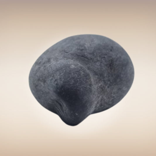 Shri Laxmi Narayan Shaligram - SH066