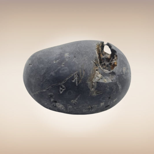 Shri Laxmi Narayan Shaligram - SH068