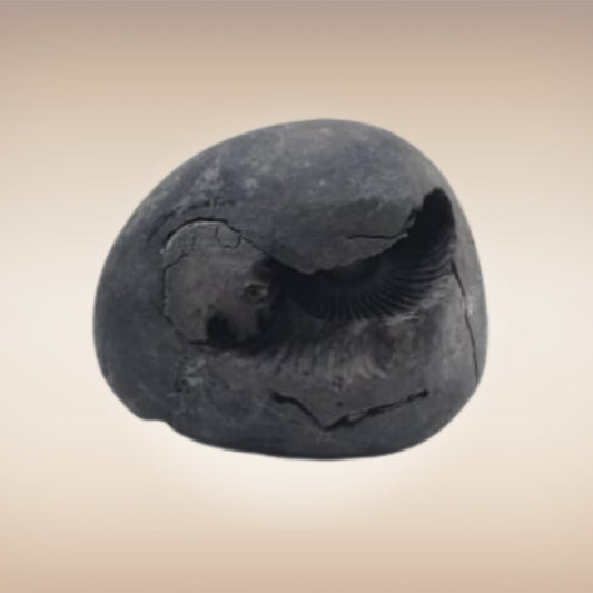 Shri Laxmi Narayan Shaligram - SH072