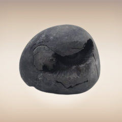 Shri Laxmi Narayan Shaligram - SH072