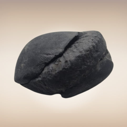 Shri Laxmi Narayan Shaligram - SH075