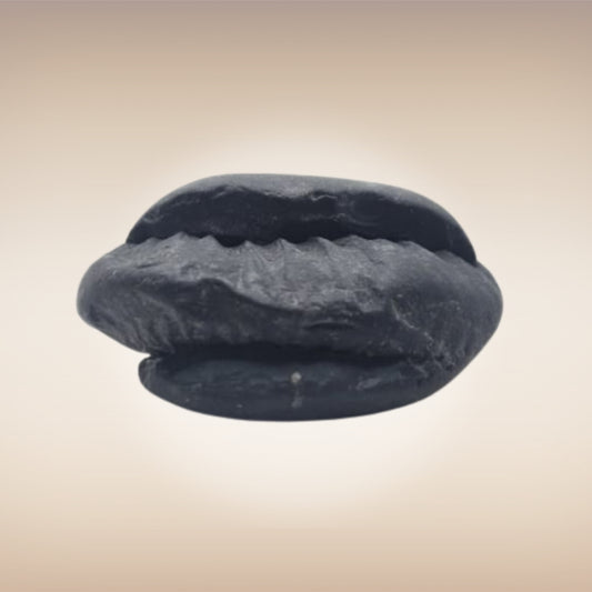 Shri Laxmi Narayan Shaligram - SH082