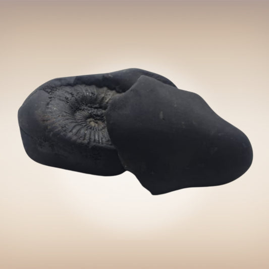 Shri Laxmi Narayan Shaligram - SH087