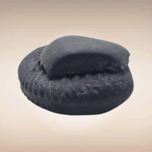 Shri Laxmi Narayan Shaligram - SH089
