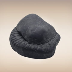 Shri Laxmi Narayan Shaligram - SH090