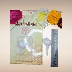 Dakshinavarti Shankh | Conch | Blowing Shankh Length 3 Inch
