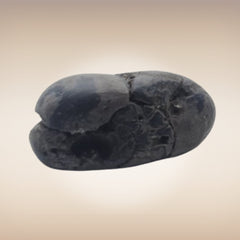 Shri Laxmi Narayan Shaligram - SH091