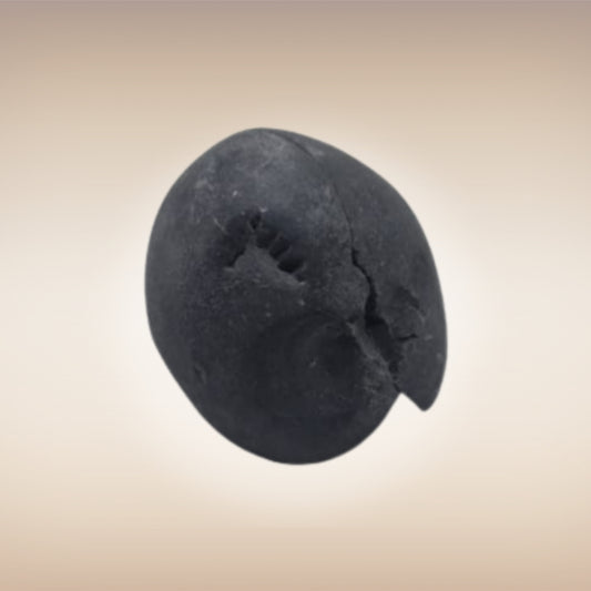 Shri Laxmi Narayan Shaligram - SH092