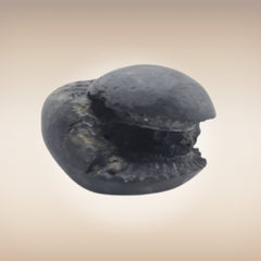 Shri Laxmi Narayan Shaligram - SH093