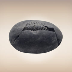 Shri Laxmi Narayan Shaligram - SH099