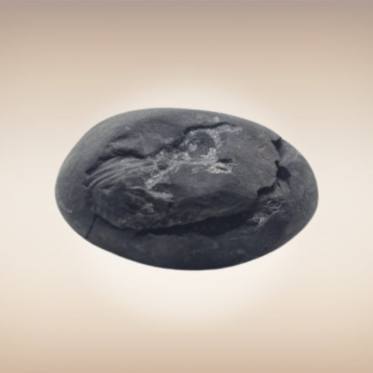 Shri Laxmi Narayan Shaligram - SH100