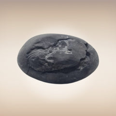 Shri Laxmi Narayan Shaligram - SH100