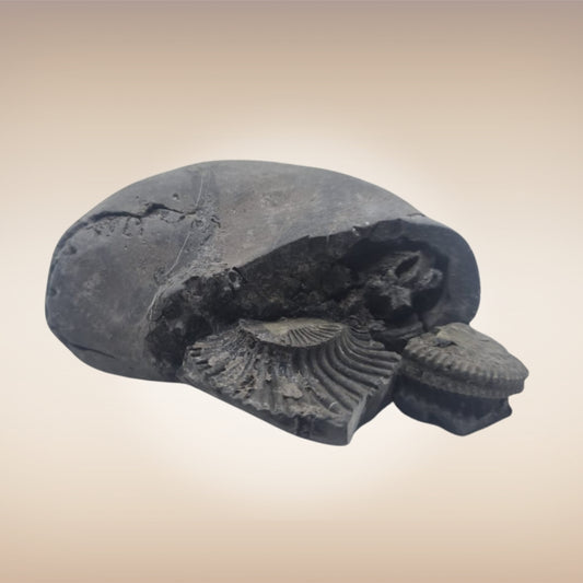 Shri Laxmi Narayan Shaligram - SH102