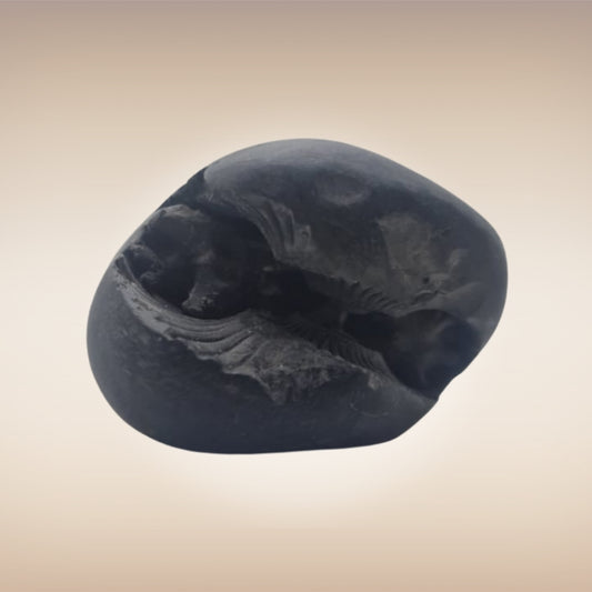 Shri Laxmi Narayan Shaligram - SH103