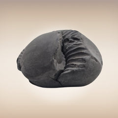 Shri Laxmi Narayan Shaligram - SH104