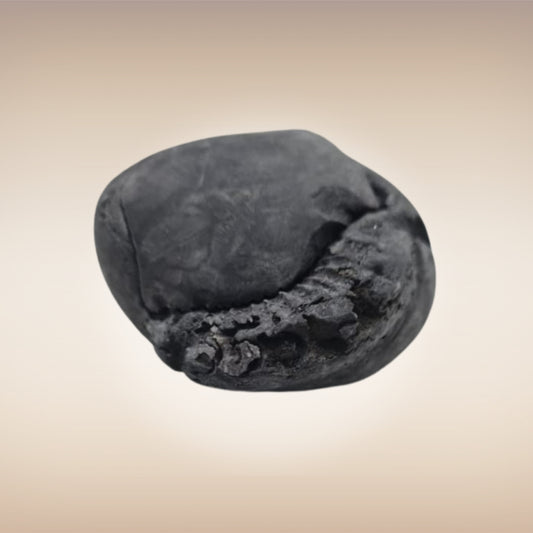 Shri Laxmi Narayan Shaligram - SH106