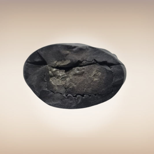 Shri Laxmi Narayan Shaligram - SH109