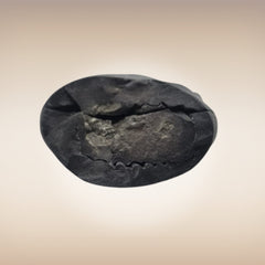 Shri Laxmi Narayan Shaligram - SH109