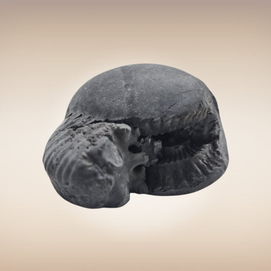 Shri Laxmi Narayan Shaligram - SH110