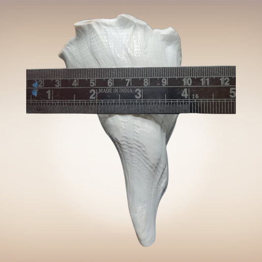 Dakshinavarti Shankh | Conch | Blowing Shankh Length 6 Inch