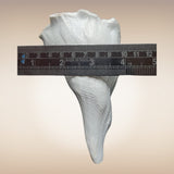 Dakshinavarti Shankh | Conch | Blowing Shankh Length 6 Inch