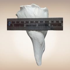 Dakshinavarti Shankh | Conch | Blowing Shankh Length 6 Inch