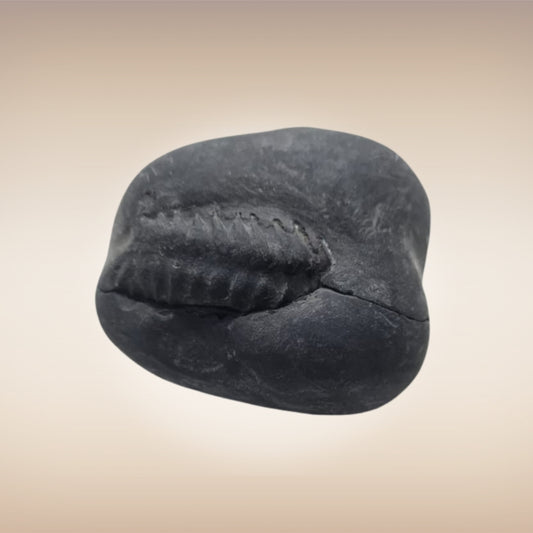 Shri Laxmi Narayan Shaligram - SH114