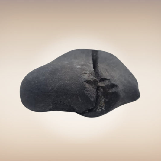 Shri Laxmi Narayan Shaligram - SH117