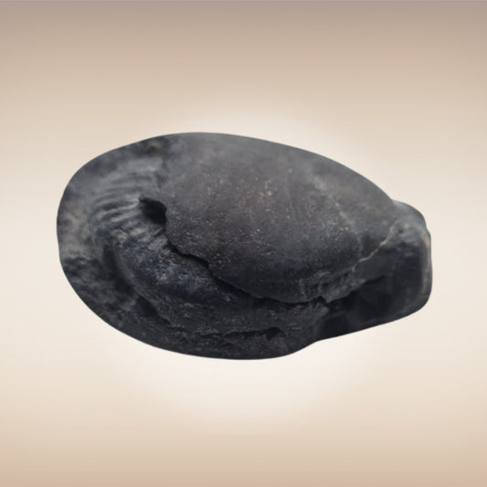 Shri Laxmi Narayan Shaligram - SH118